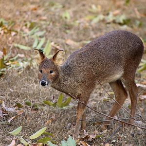 Water Deer (Hydropotes inermis)