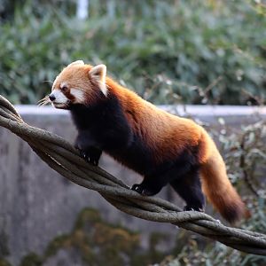 Red Panda