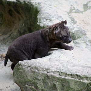Spotted Hyena Cub