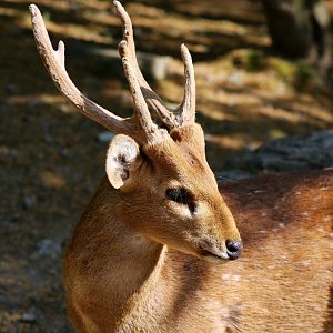 Hog Deer