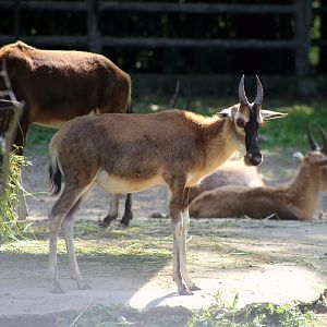 Blesbok Juvenile