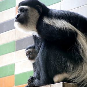 Mantled Guereza Mom and Child