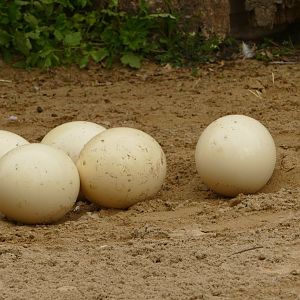 An even bigger breakfast, April 2021