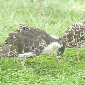 Ruff with a ruff, April 2021