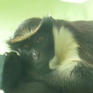 Female Diana monkey, April 2021