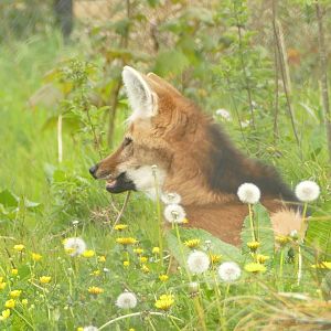 Maned wolf, April 2021