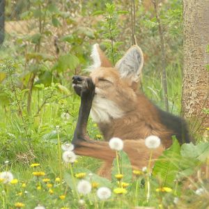 Maned wolf, April 2021