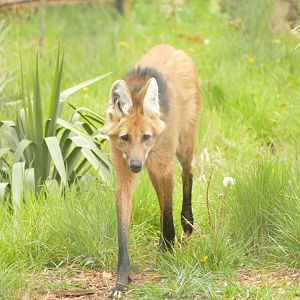 Maned wolf, April 2021