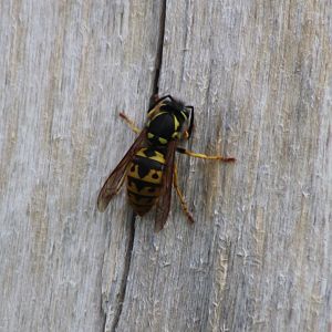 German wasp - Vespula germanica