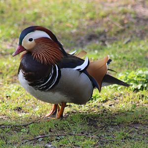 Mandarin duck