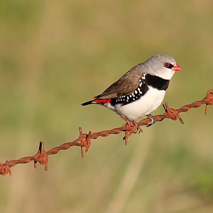 Diamond Firetail
