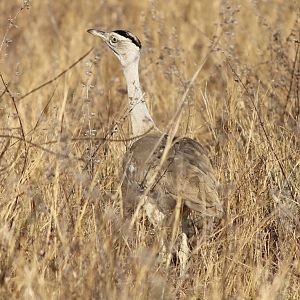 Australian Bustard