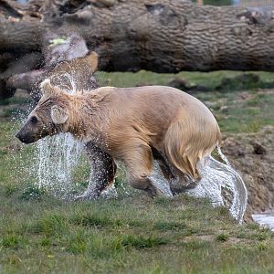 Laika / Syrian Brown Bear - Female / Hamerton / 29-4-21