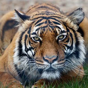 Sahaja / Malayan Tiger - Female / Hamerton / 29-4-21