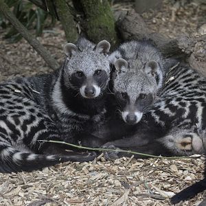 African civet pair
