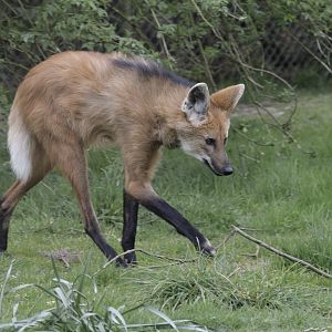 Maned wolf strolling