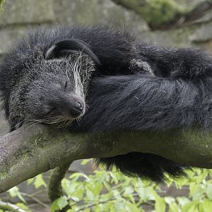 Rock-a-bye binturong