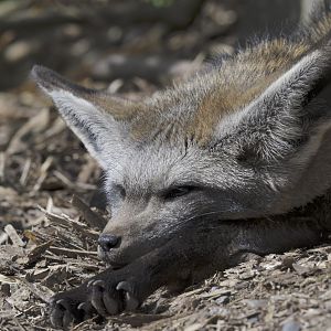 Bat-eared fox