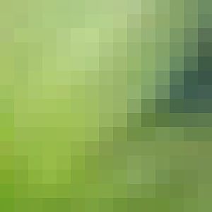 Yellow throated martens