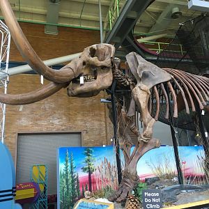 Apr. 2021 - Science Central - Fred The Mastodon