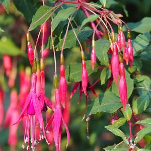 Fuchsia flowers, 2020-09-20