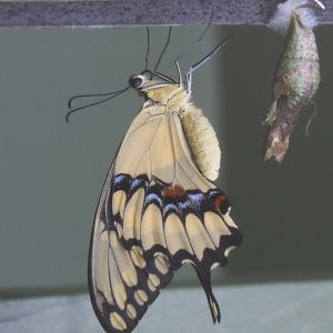 Recently hatched Thoas swallowtail (Papilio thoas), 2020-09-20