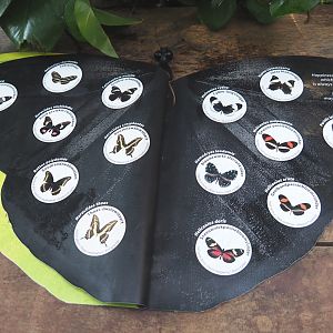 Butterfly identification book in the winter garden/butterfly house, 2020-09-20