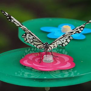 Paper kite (Idea leuconoe), 2020-09-20