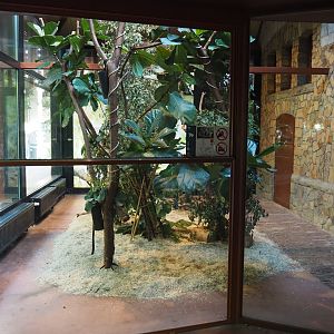 Queensland koala exhibit, 2020-09-20