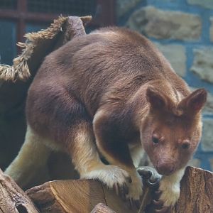 Goodfellow's tree kangaroo Lily (Dendrolagus goodfellowi buergersi), 2020-09-20