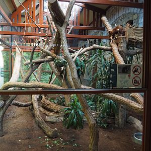 First section of the Goodfellow's tree kangaroo exhibit, 2020-09-20