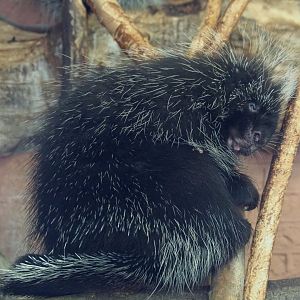 North American porcupine (Erethizon dorsatum), 2020-09-20