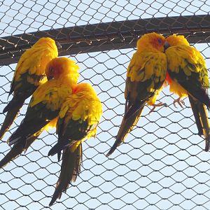 Sun conures (Aratinga solstitialis), 2020-09-20