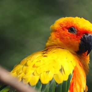 Sun conure (Aratinga solstitialis), 2020-09-20