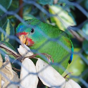 Swift parrot (Lathamus discolor), 2020-09-20