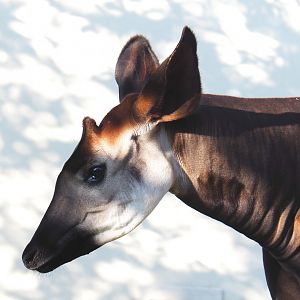 Okapi (Okapia johnstoni), 2020-09-20