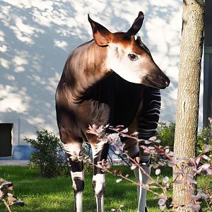 Okapi (Okapia johnstoni), 2020-09-20