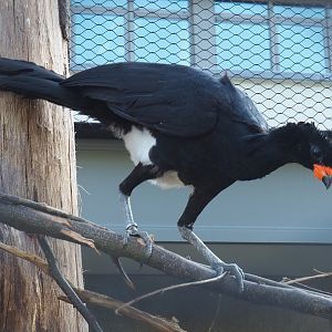 Male Red-billed curassow (Crax blumenbachii), 2020-09-20