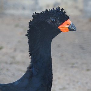 Male Red-billed curassow (Crax blumenbachii), 2020-09-20