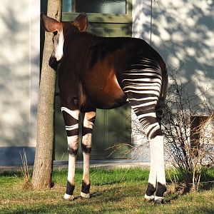 Okapi (Okapia johnstoni), 2020-09-20