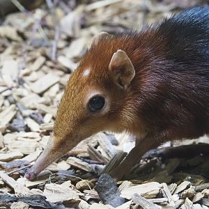 Black-and-rufous sengi or Black-and-rufous elephant shrew (Rhynchocyon petersi), 2020-09-20