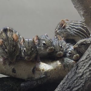 Barbary striped grass mice (Lemniscomys barbarus), 2020-09-20