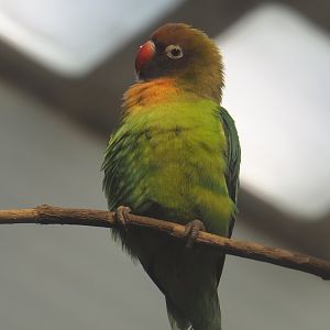 Black-cheeked lovebird (Agapornis nigrigenis), 2020-09-20