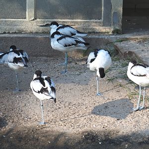 Pied avocets (Recurvirostra avosetta), 2020-09-20