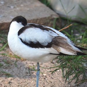 Pied avocet (Recurvirostra avosetta), 2020-09-20