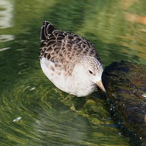 Ruff (Calidris pugnax), 2020-09-20