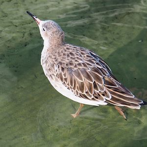 Ruff (Calidris pugnax), 2020-09-20
