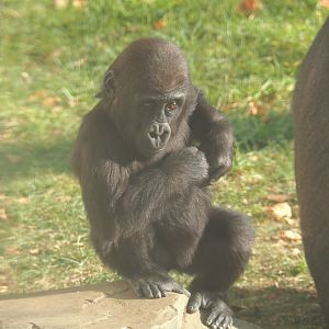 Juvenile Western lowland gorilla Thandie (Gorilla gorilla gorilla), 2020-09-20
