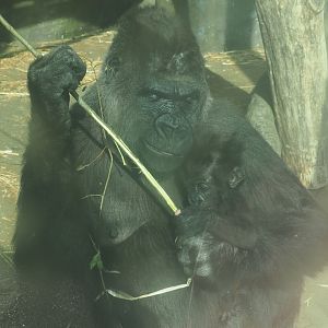 Western lowland gorilla Mambele with baby Vizazi (Gorilla gorilla gorilla), 2020-09-20