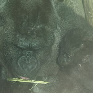Western lowland gorilla Mambele with baby Vizazi (Gorilla gorilla gorilla), 2020-09-20